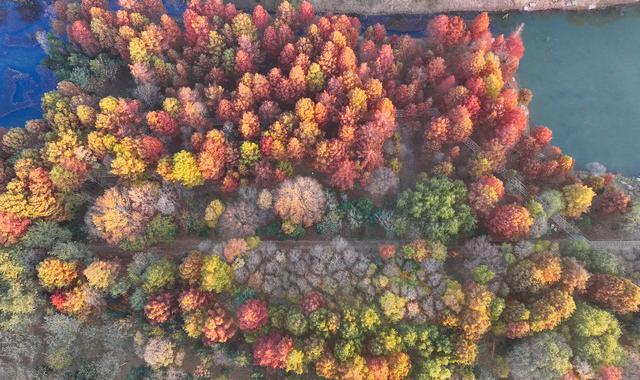 江苏东海：湿地公园冬景绚丽