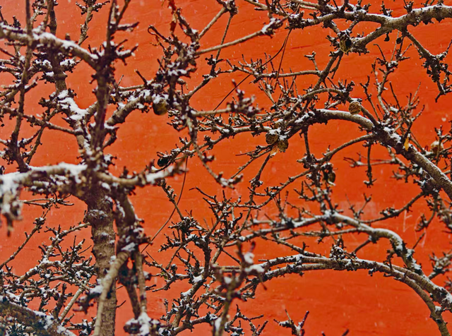 北京初雪正式上线！赴一场冬日限定之约