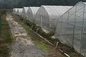“电”亮花园，铺就乡村振兴蝶变路图片