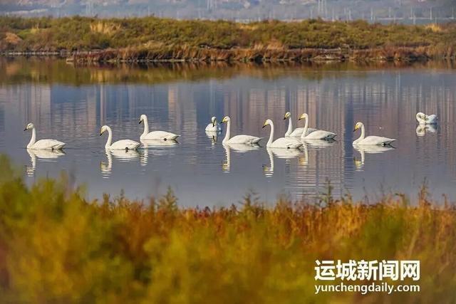 运城九大观鸟胜地邀你共赴冬日童话～
