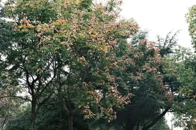 域见上海·域见奉贤｜奉浦秋日限定！这三条宝藏路线，承包所有秋日浪漫，刷爆朋友圈就靠它