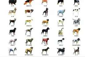 这些犬种在山东禁养！小心违法！图片