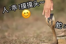 被蛇咬202次，还自己注射毒液！男子不仅没死，科学家还从他身上提炼出超强血清图片