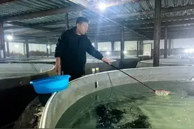 小海马“生”出大产业！青岛膨腹海马良种场预计年产成品海马500万尾，助力“蓝色种业”持续发展图片
