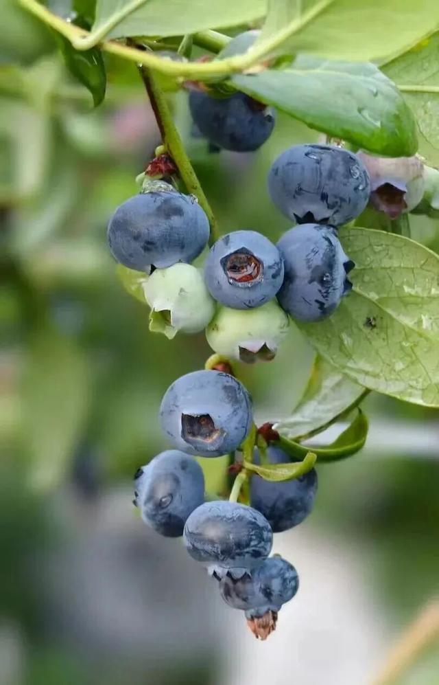 南宁冬季水果采摘全攻略 | 东北老铁、西北家人，告别猫冬！来南宁实现“水果自由”