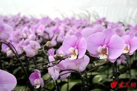 潍坊临朐：乡村花卉大放异彩 以花为“媒”蹚出致富路图片
