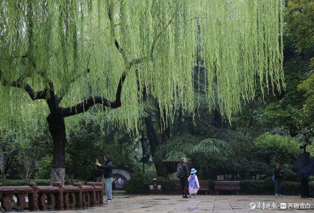 雨中趵突泉，美得让人醉