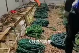 长岛岁月 | 海带之恋图片