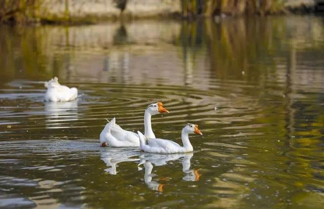 惊艳！身边的北京秋景“天花板”来了！
