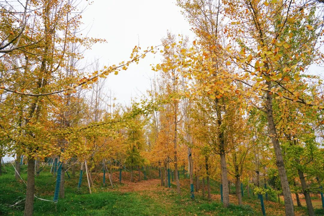 荆州赏秋地图｜不止中心城区！荆州县域秋景图鉴出炉，N个绝美点位等你来打卡！