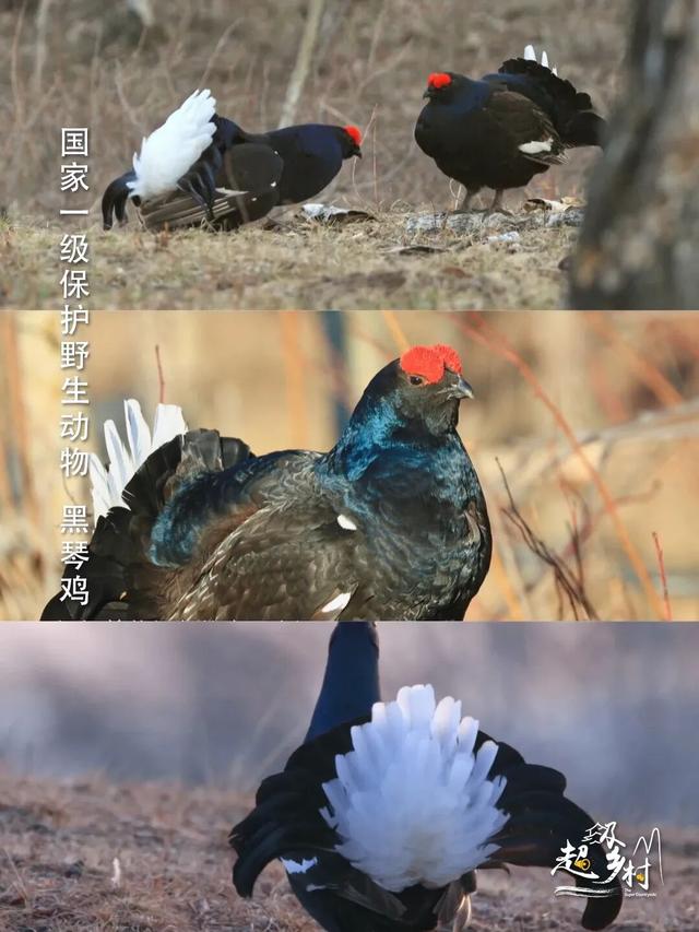 10月秋景顶流旅游地，摄影师盛赞的“北疆一绝”，7日换7色。看纪录片《西拉沐沦》赏赤峰秋色