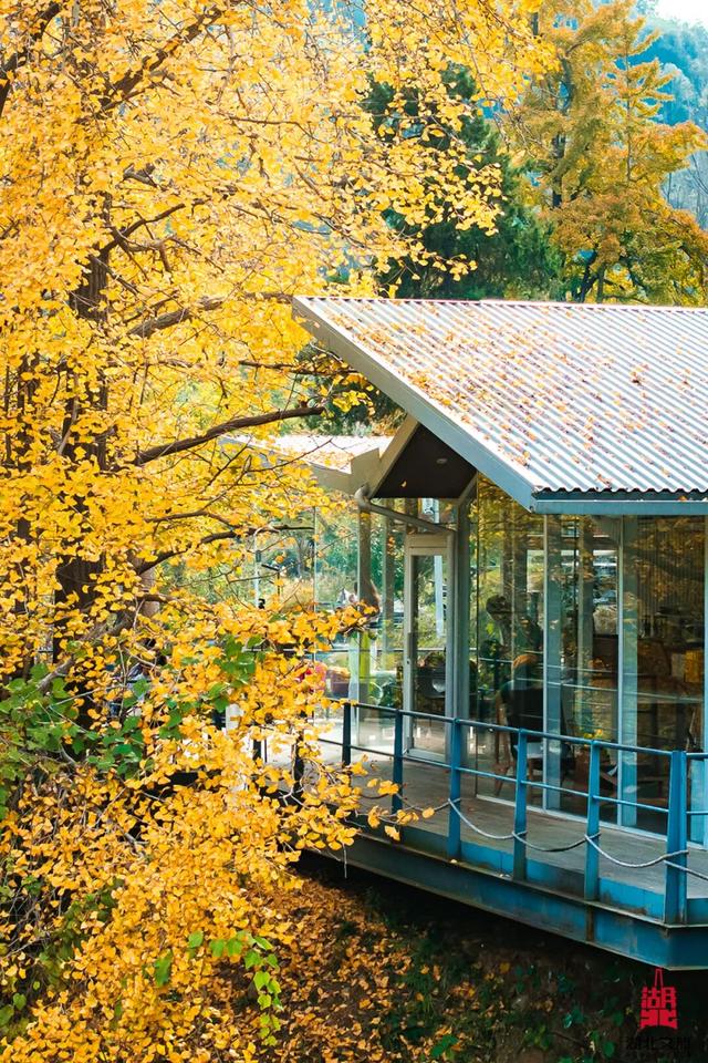 出片率100%！湖北的秋天太卷了