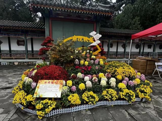 赏红“顶流”又红了！香山公园赏秋全攻略