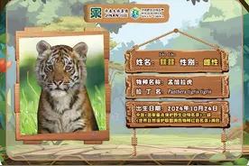 喜讯！济南野生动物世界网红孟加拉虎三胞胎有名字啦！图片