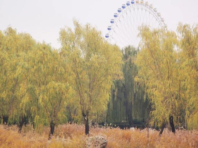 不必扎堆地坛公园！东城区赏秋攻略，一图收藏