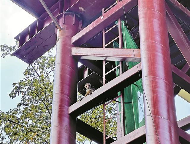深圳再添一条“空中绿带”，串联银湖山郊野公园至红岗公园东马岭  “猴哥”率先来打卡