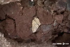 广州首次发现暴龙超科化石！天河金融城工地出土图片