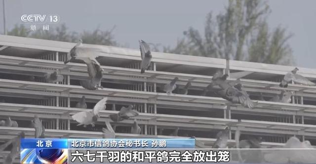 90秒放飞8万羽和平鸽 支持浪漫一幕的是背后的“硬核科技”