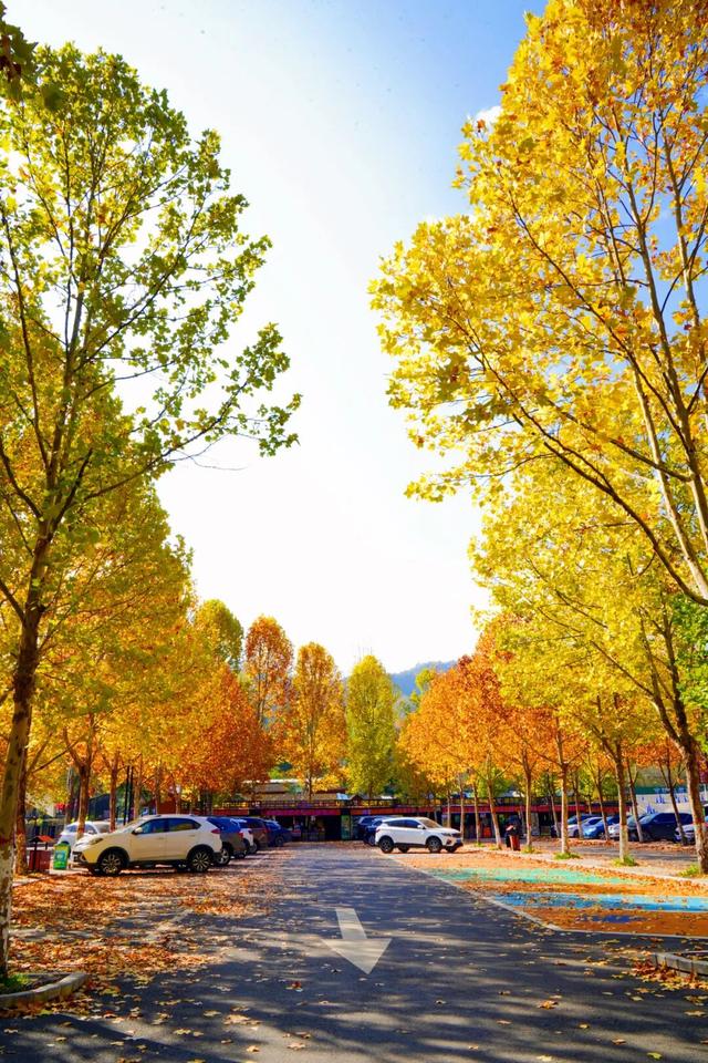 秋景大片都没看，洛阳的秋天，这就结束了？