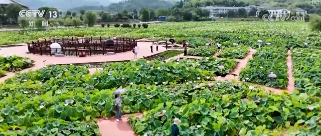 “凉爽+产业”拉动消费“花”样翻新，“荷”你相遇让老产业焕发新活力