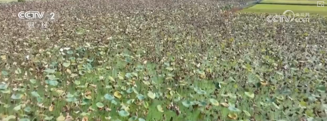 “田园风光+潮流玩法”成文旅融合新亮点 乡村旅游新消费活力十足