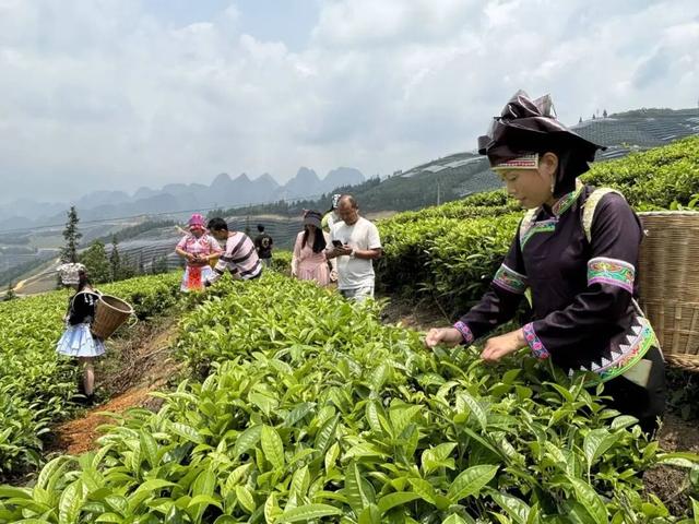 麻栗坡：“旅游＋” 探索边城产业融合样本