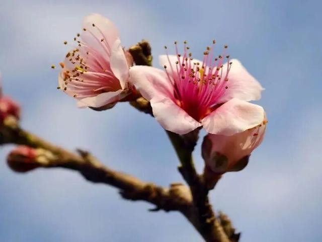 粉色风暴来袭！花雨芬芳，东川这里桃花已燃！