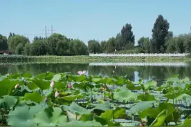 大陆泽湿地：碧波荡漾 水鸟翩翩图片