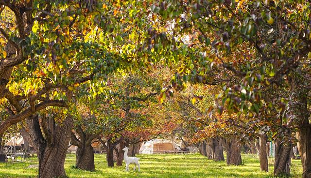 醉美金秋！一起邂逅什川古梨园的百年浪漫！