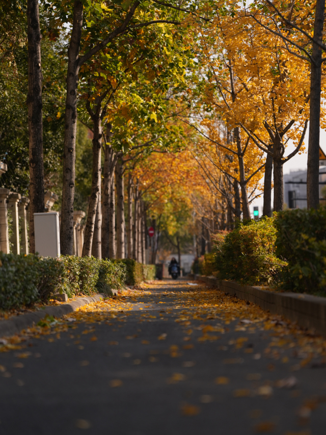 别错过，用Citywalk感受落叶的浪漫→