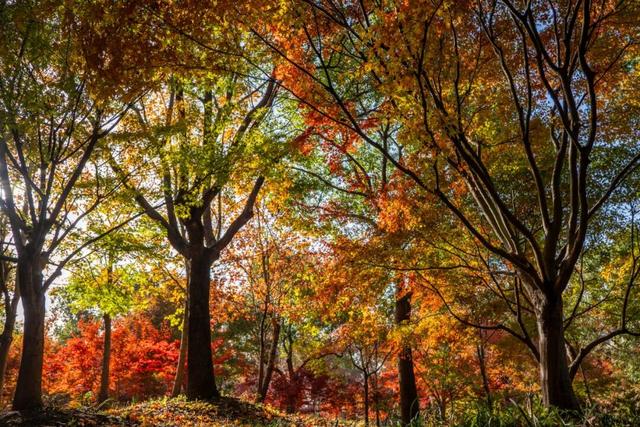 限时半价！上海这个公园12000株枫树正值最佳观赏期→