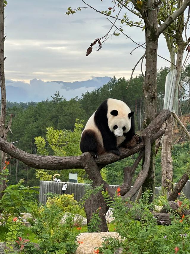 青睐绵阳，走北川过羌年，北川邀您共赴非遗消费季！一起过年咯！