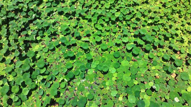 来宿城，打卡我“荷”你的浪漫