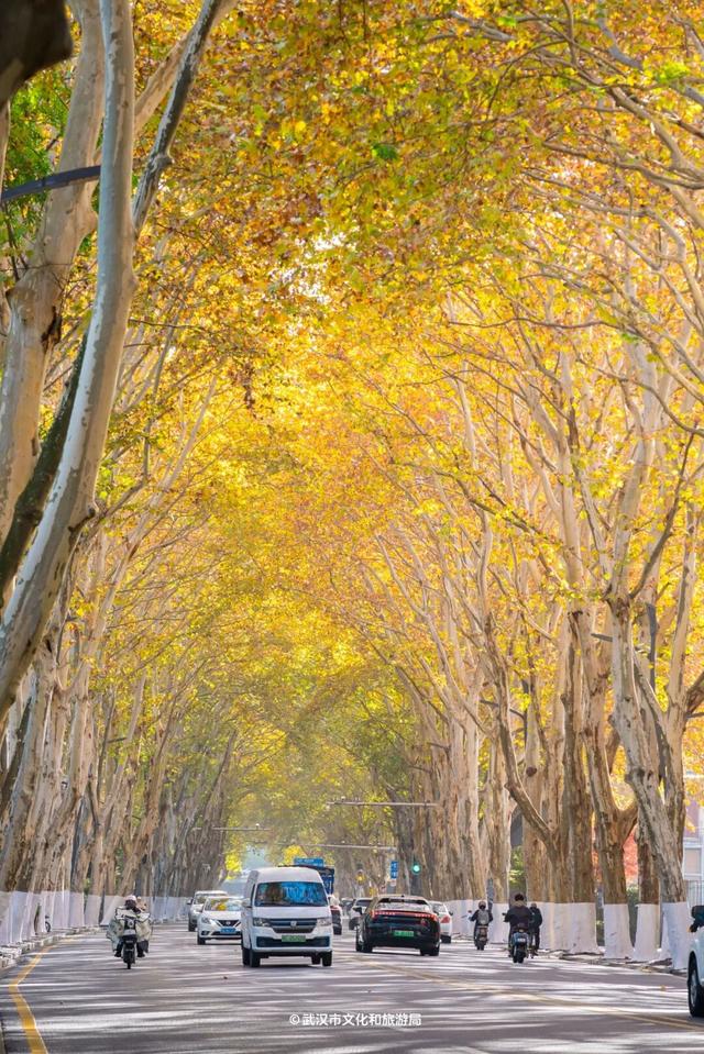 最新发现！2公里“金色隧道”，武汉人私藏了60年！