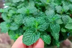 答疑解惑｜薄荷的清凉味从哪儿来的？图片