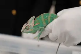 皇岗海关查获旅客人身绑藏走私濒危变色龙10只、外来物种伞蜥4只、卵胎蜥属物种1只图片