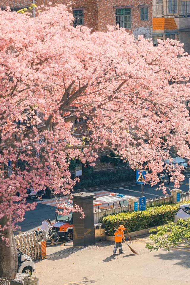 全城“粉”了！地铁直达→