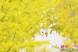 组图｜星城披“金甲”图片