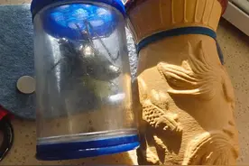 一位大学退休老师带着蝈蝈出门看世界，你的夏日记忆里有蝈蝈吗图片