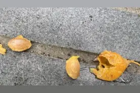 有毒！街头大量出现，别乱吃、乱碰！每年都有人为此进ICU图片