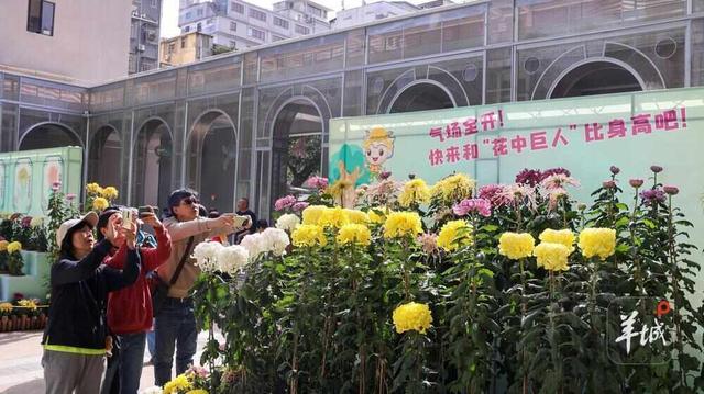 广州文化公园第66届“羊城菊会”周末迎最佳观赏期，将延展至12月上旬