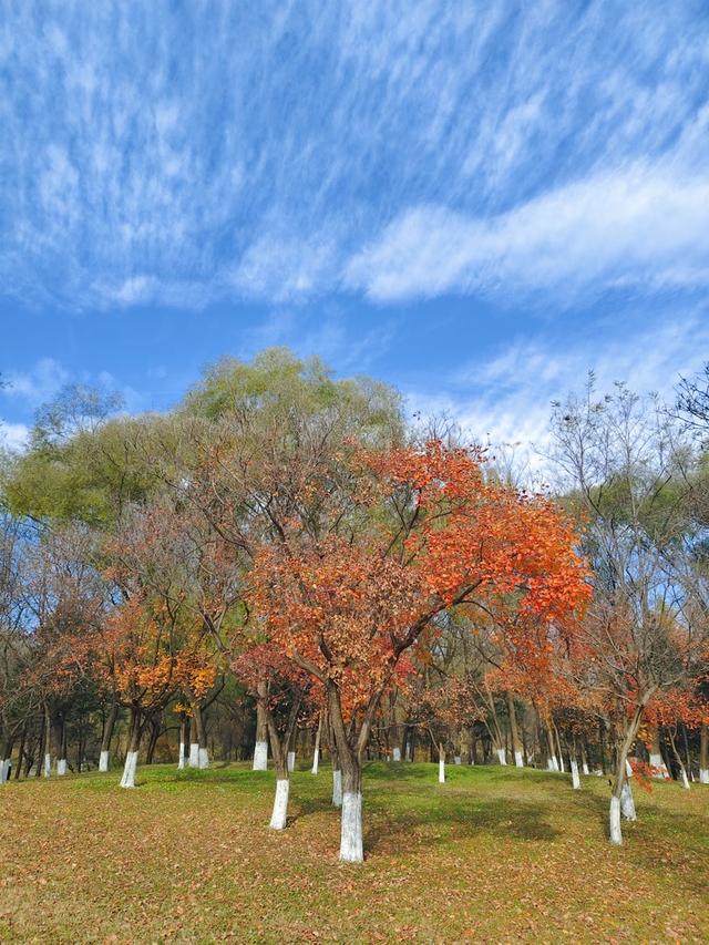 秋深冬浅时，奥森浸染缤纷色彩