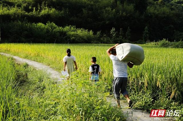 稻浪起舞时，黄沙坪的秋天才真正来了