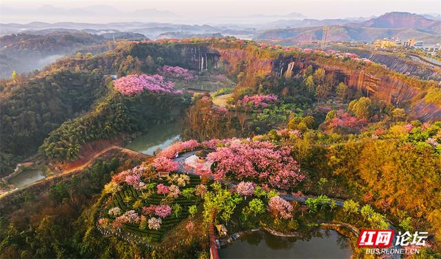 【每日一图@湖南】雾锁茶山樱未醒，半是云霞半是花