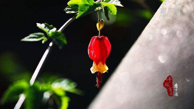 千城百县看中国｜福建寿宁：微寒暖阳时