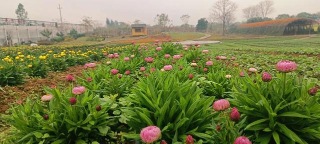 福利来袭！北部湾花卉公园赏花“免费”啦，摘莓赏花双重乐