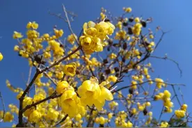 “蜡”还是“腊”？和梅花是一家吗？带你搞清蜡梅的这些“误区”图片