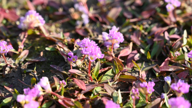 时隔五年！莲都再现“限定版”粉紫花海