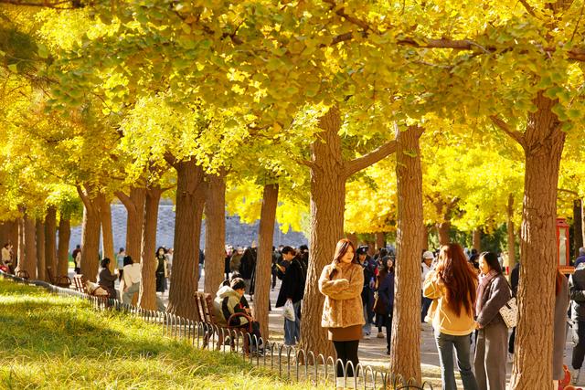 秋色浸染，天坛银杏大道换上“金衣”