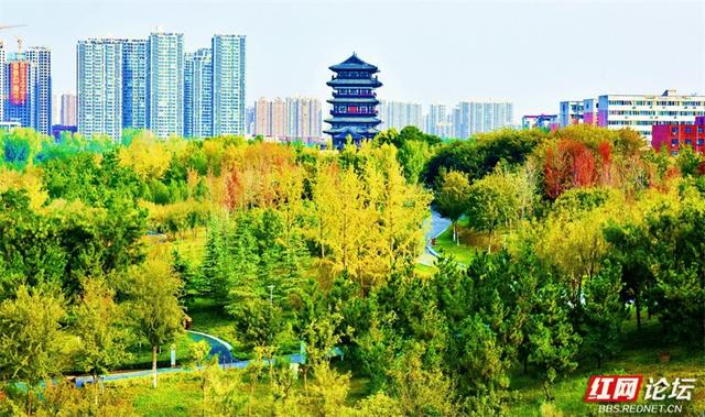秋游时刻丨一条线路，三种景致：我拍下了郑州最诗意的秋天